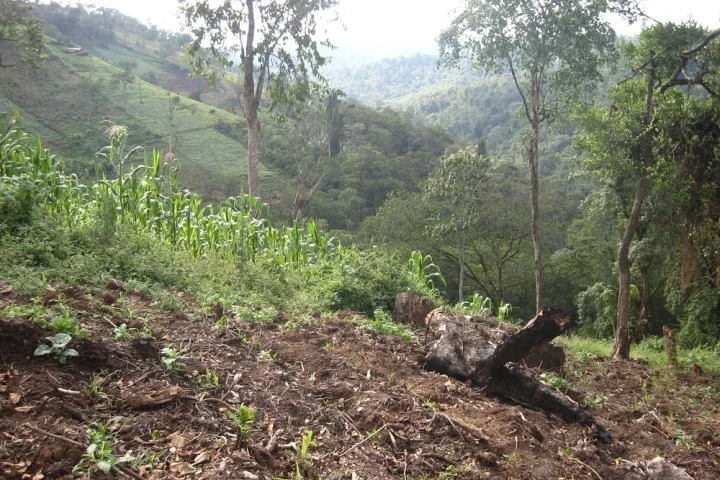 You are currently viewing La déforestation en Afrique suis le chemin de l&rsquo;Asie et l&rsquo;Amérique du sud …